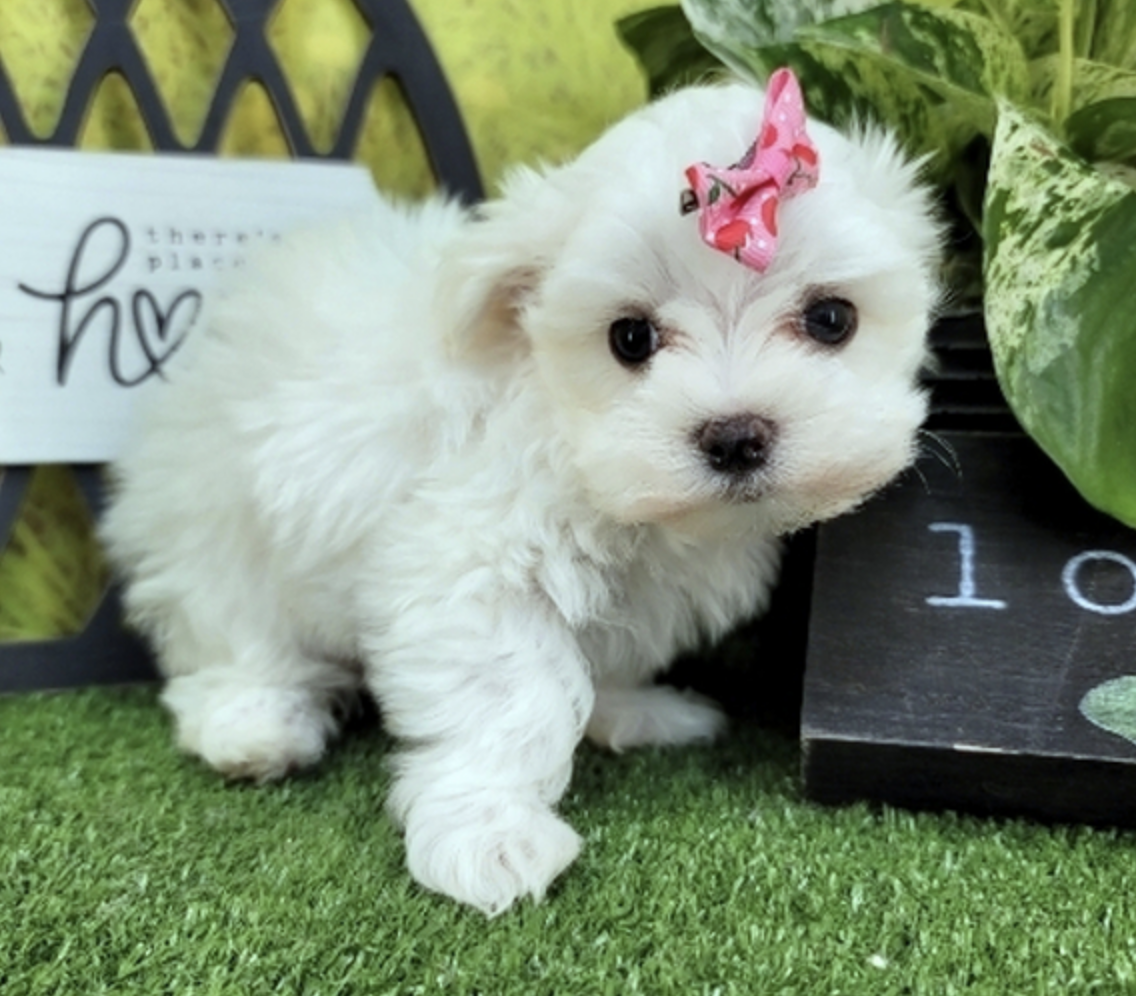 comprar cachorros sanos, baratos y asequibles para la venta